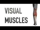 Visual Muscles: Calf Muscles