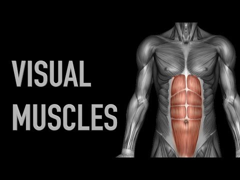 Visual Muscles: Chest - Upper Arm - Abdominals - Black Backgound