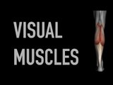Visual Muscles: Calf Muscles - Black Background