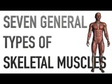 Seven General Types of Skeletal Muscles - Kinesiology Quiz