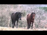 Hot mating animals cary video   New Horse mating donkey & Funny horse compilation HD