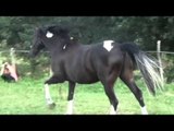 Horses Mating Up Close And Hard For A Long Time 2015 | Funny Animals Compilation Animal Videos