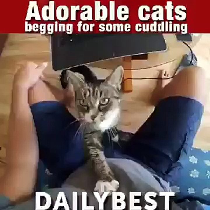 PLEASE CUDDLE THE CAT