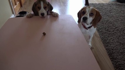 Успех — это уметь использовать случай!