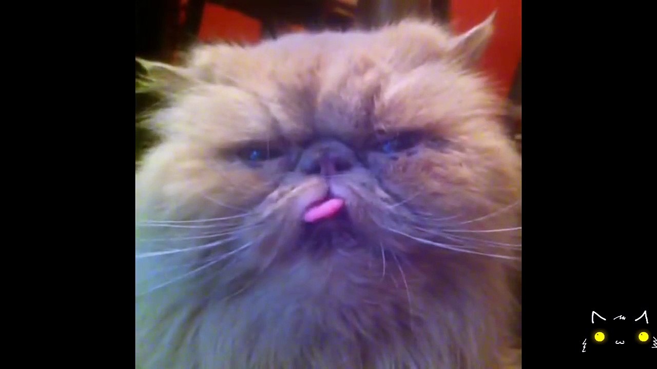 BEST FUNNY Cats & Dog Fails 2014 Top ANIMALS COMPILATION