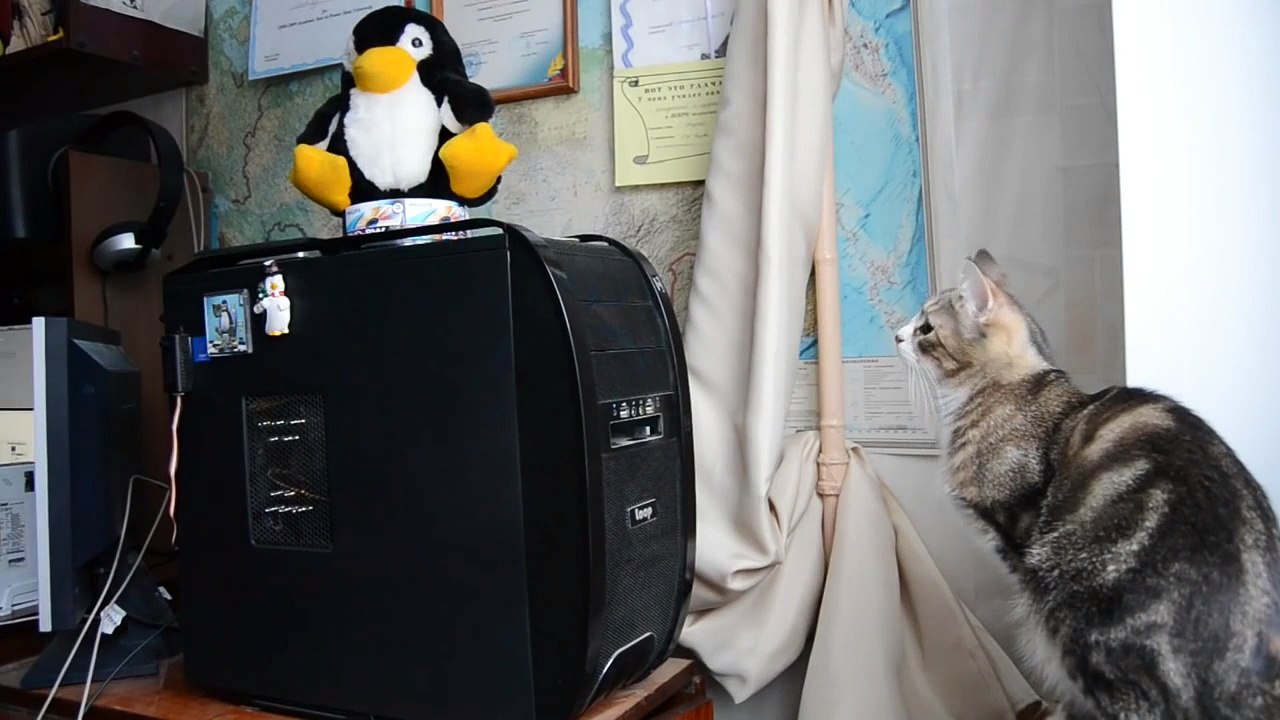 Funny Cats Compilation [Most See] Funny Cat Videos Ever Part 1