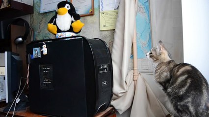 Funny Cats Compilation [Most See] Funny Cat Videos Ever Part 1