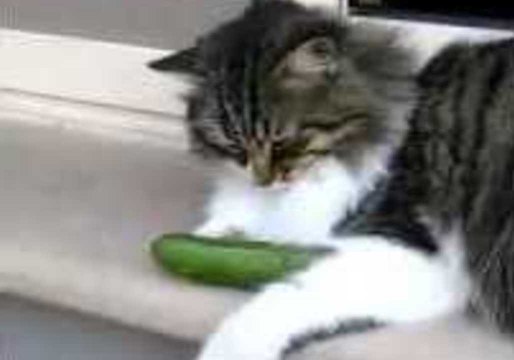 Cat and Cucumber Make Instant Friends