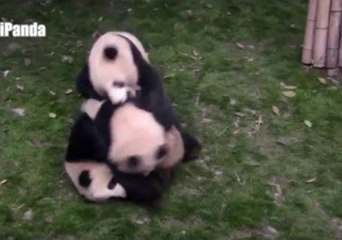 Panda Trio Goes to War