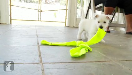 West Highland Terrier Puppies Are the Absolute Cutest Puppies in the World - Puppy Love