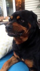 This Rottweiler’s Human Asks Him To Show His Mean Face. Now Watch The Pup’s Reaction!