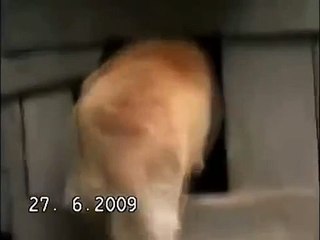 Материнский инстинкт.