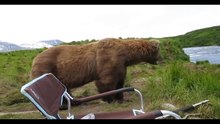 Медведь пришел к рыбакам, посмотрел на реку, зевнул и ушел