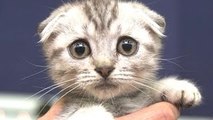 Gatos Lindos Un Lindo Gato Vídeos Compilación De 2022-2023