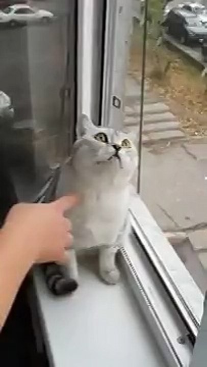 У нас сегодня сломался кот