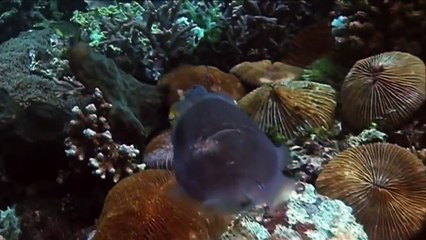 Nature's Masters of Camouflage - Documentary