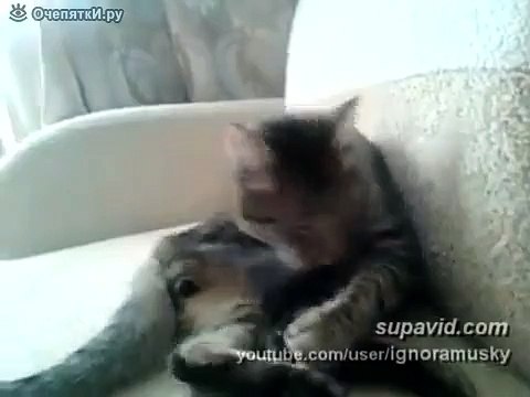 Что-то не то с лапами