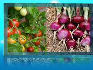 Sudden Death of Mango