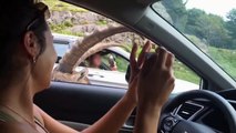Cute Little Ram Climbs On Woman s Car