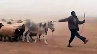 soluite with donkey amazing video
