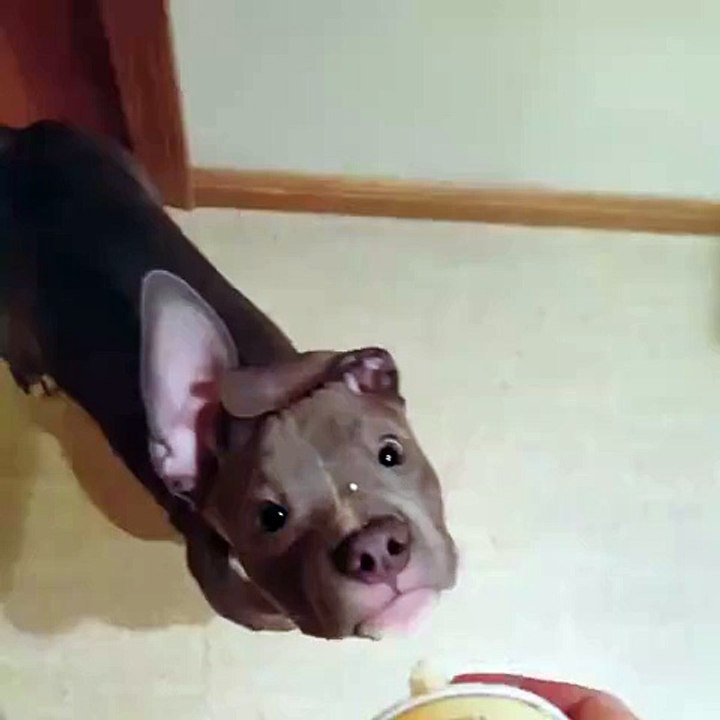 Precioso pitbull comiendo muy gracioso!