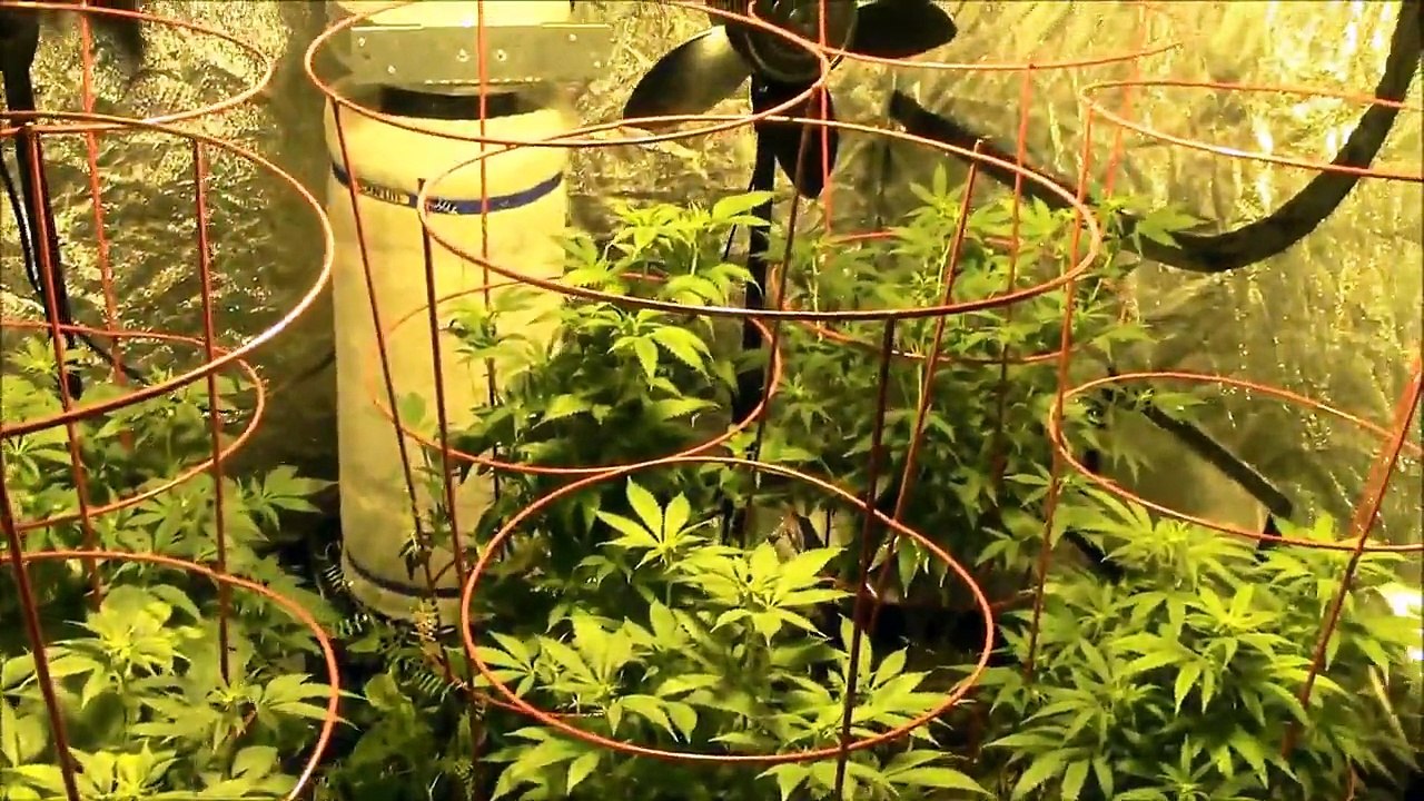 HomeGrown5