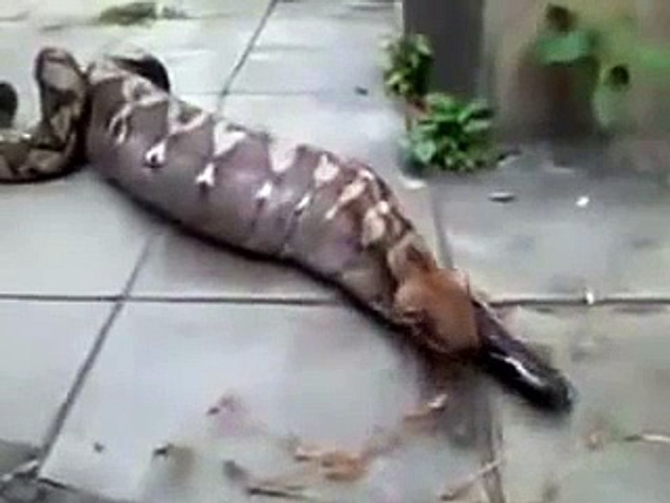 Hazards of keeping a python as pet