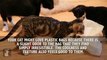 7 Cool Facts About Cats