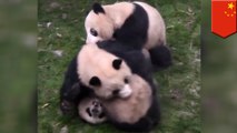 Watch these real-life kung fu pandas show off some fighting skills