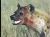 Eternal Enemies  Lions Vs Hyenas - Terrible Fight (Nature Documentary)