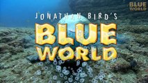 Jonathan Bird s Blue World  Great Hammerhead Sharks
