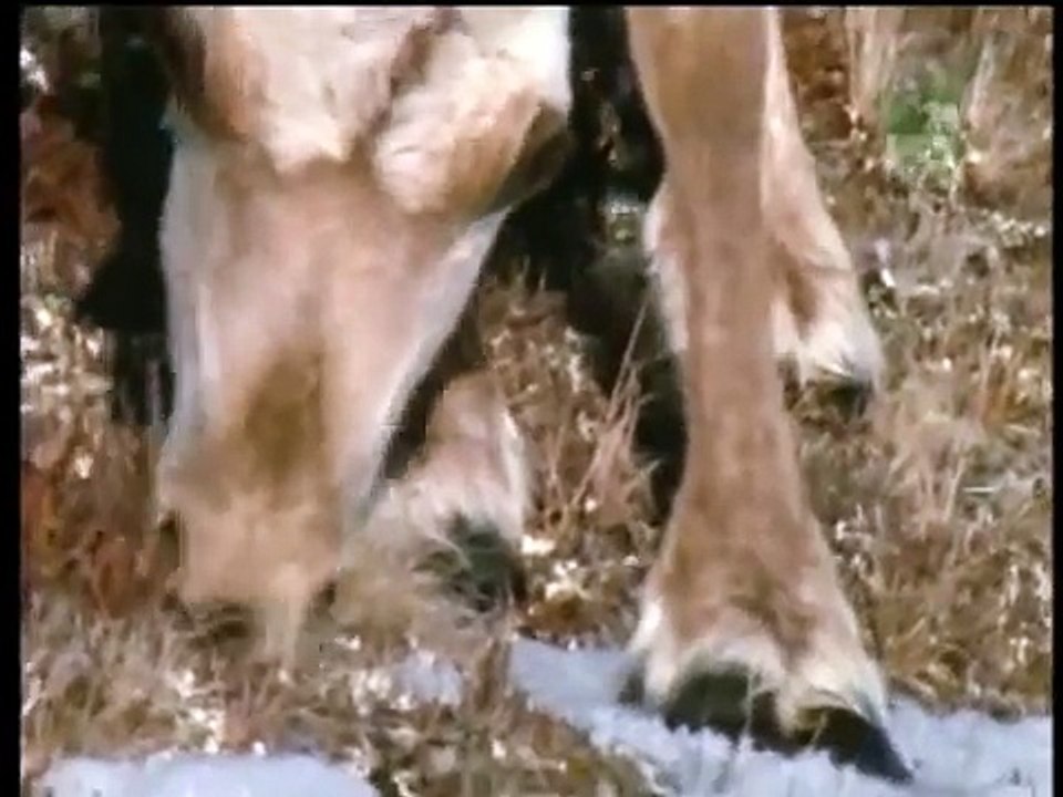 Natural World - Caribou and Wolves, The Endless Dance