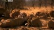 watch Lions Fighting To Death For Territory [Full Length Nature Wildlife Documentary]