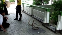 Cobra bites man - Catching deadly cobra - Deadly snake bites human
