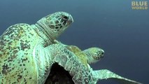 Amazing Sea Turtle Mating Footage