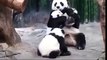 heart warming panda triplet meet mom for the first time.