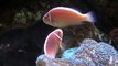 Pink Skunk Clownfish Fanning Eggs Feast With the Beasts 200Baby Nyala Just Born  Baby Giraffe at the Zoo!