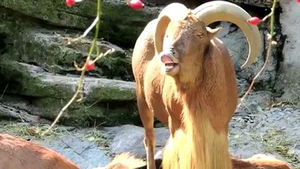 Jurassic Goat (Jurassic Park Goat Version)
