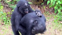 watch Bonobo Ape Couple