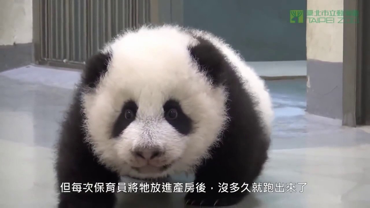 Giant Panda puts Baby Panda Cub back to sleep.. So Cute!