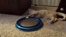 The laziest cat in the world
