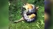 Miracle As Owner Saves Dog From Python s Clutches