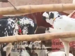 Animals Funny Punjabi Totay