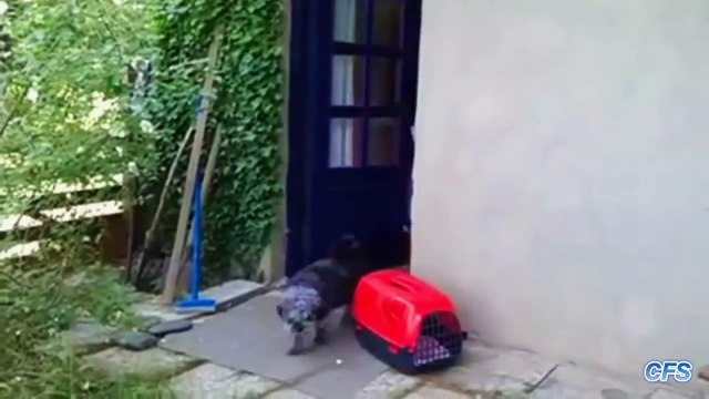 Коты и двери. Умные кошки открывают двери