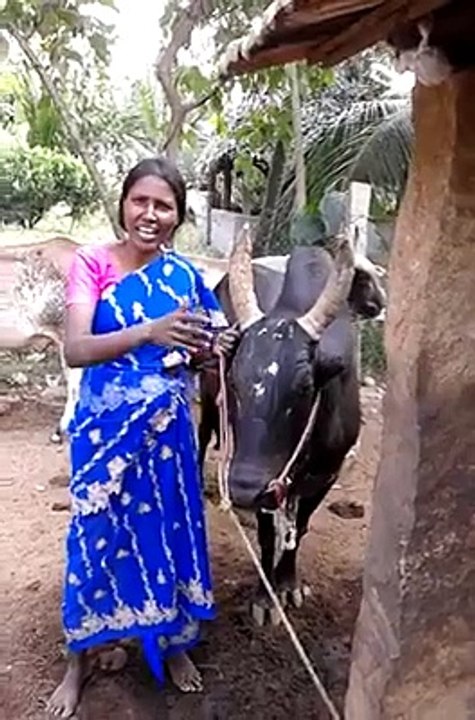 மாடுகளை கொடுமைப்படுத்தும் போது
