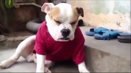 Funny Videos Stupid people doing stupid things