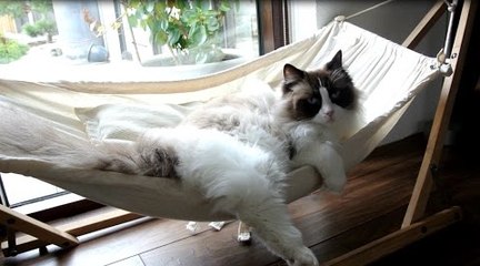 Un chat essaie pour la première fois son premier hamac