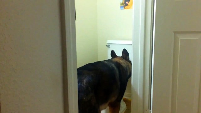 Un berger allemand utilise les toilettes comme les hommes