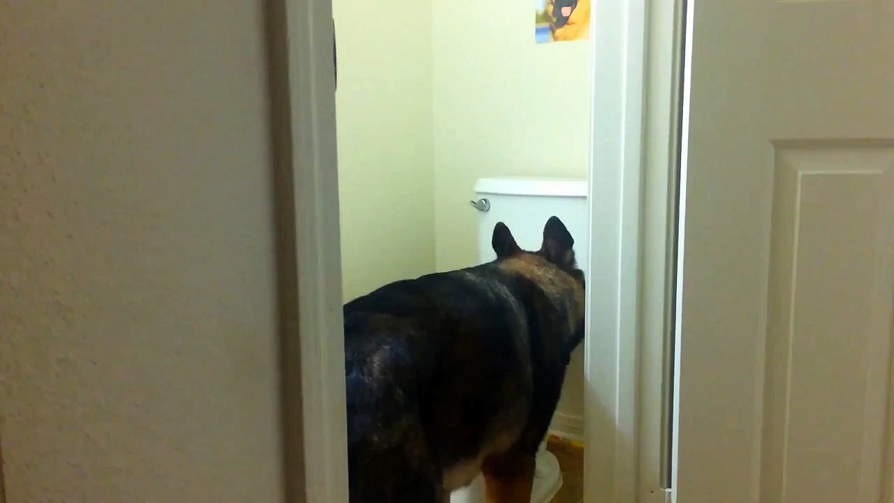 Un berger allemand utilise les toilettes comme les hommes