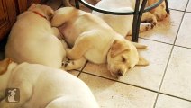 Lab Puppies Dream of Heaven And Sunshine - Puppy Love